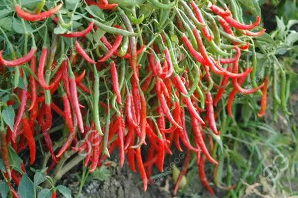 Vietnamese chili products approved for export to China
